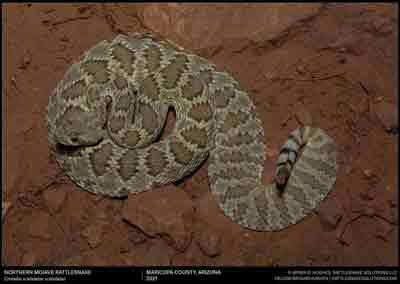 Mojave Rattlesnake in Arizona