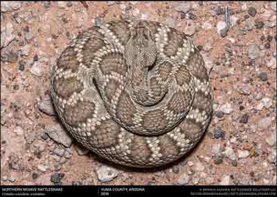 Mojave Rattlesnake