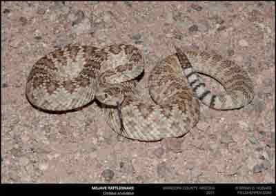 Mojave Rattlesnake