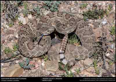 Mojave Rattlesnake