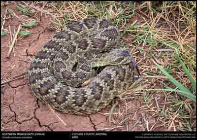 Mohave Rattlesnake