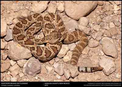 Mojave Rattlesnake