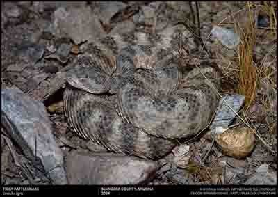 Tiger Rattlesnake