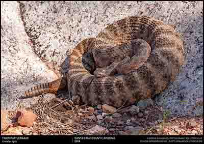 Tiger Rattlesnake