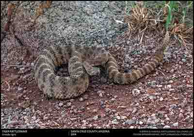 Tiger Rattlesnake