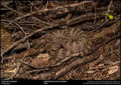 Tiger Rattlesnake