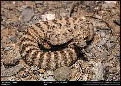 Tiger Rattlesnake