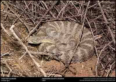 Tiger Rattlesnake