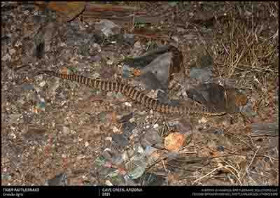 Tiger Rattlesnake