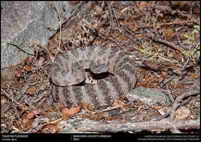 Tiger Rattlesnake