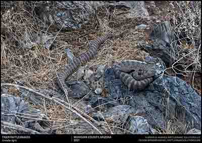 Tiger Rattlesnake