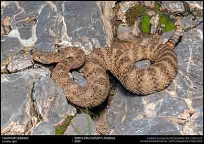 Tiger Rattlesnake