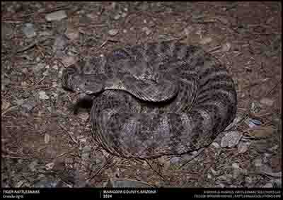 Tiger Rattlesnake