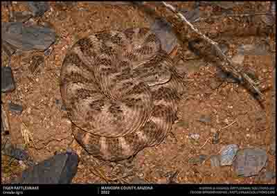 Tiger Rattlesnake