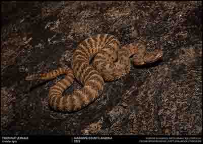 Tiger Rattlesnake