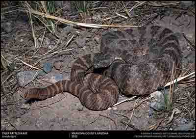 Tiger Rattlesnake