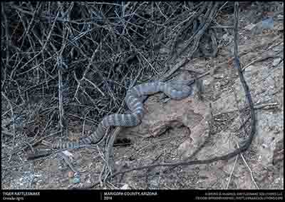 Tiger Rattlesnake