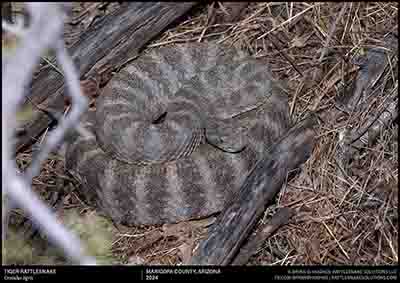 Tiger Rattlesnake