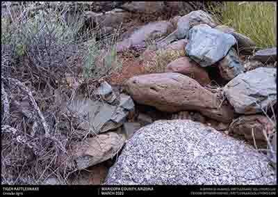 Tiger Rattlesnake