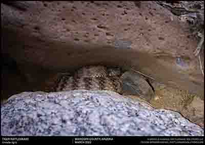 Tiger Rattlesnake
