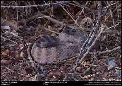 Tiger Rattlesnake