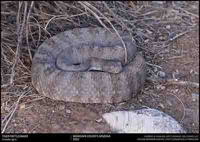 Tiger Rattlesnake