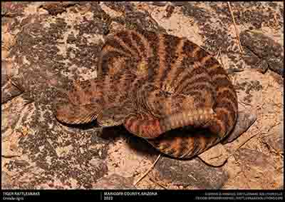 Tiger Rattlesnake