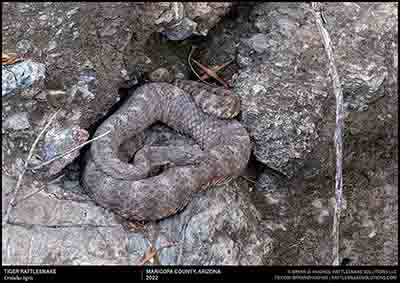 Tiger Rattlesnake